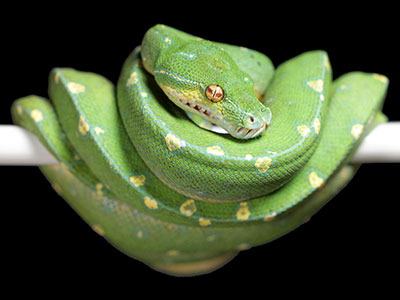 VR-14-18 Cyclops Mountain Green Tree Python Female