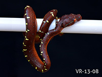 VR-13-08 Green Tree Python Neonate