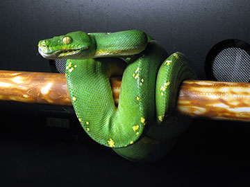 Green Tree Python On A Perch