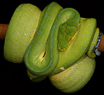 Kofiau Green Tree Python Male