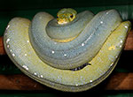 Large Sorong Green Tree Python Female