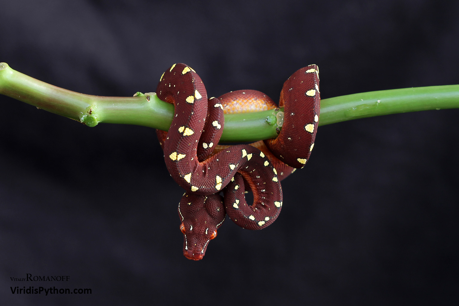 Cyclops Mountain Baby Green Tree Python (VR-13-10), captive bred and ...