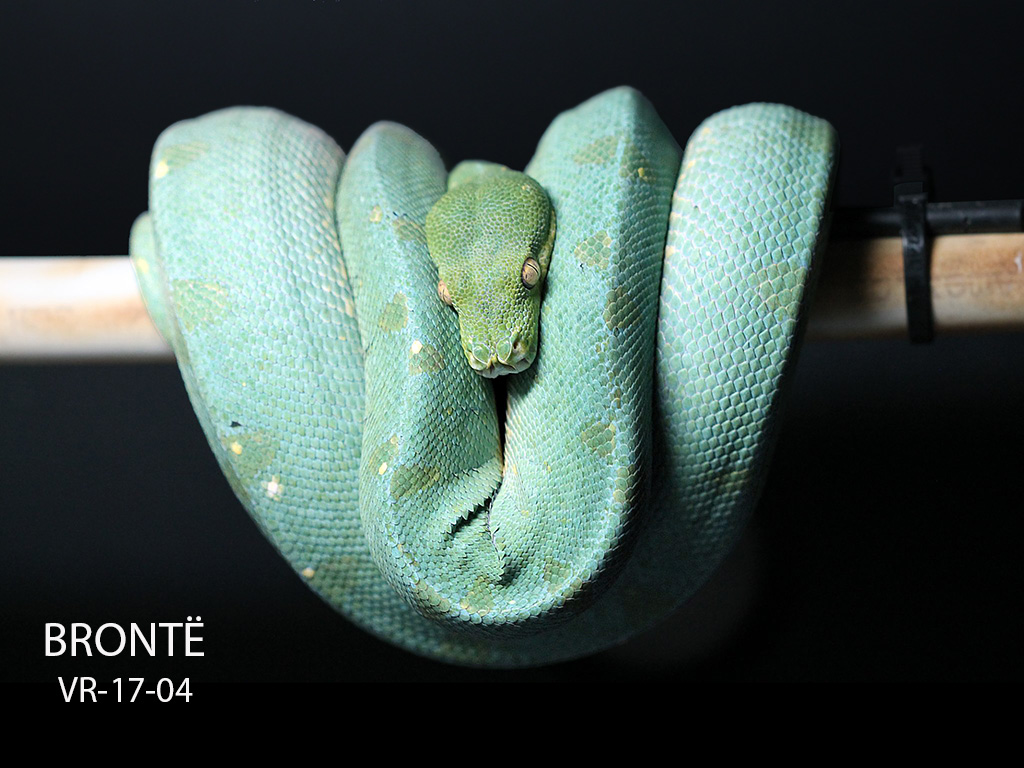 Manokwari Cyclops Green Tree Python for Sale | ViridisPython