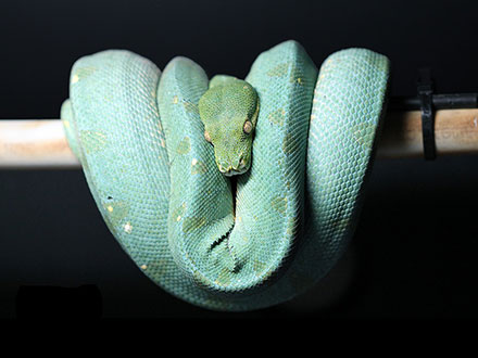Green tree python female