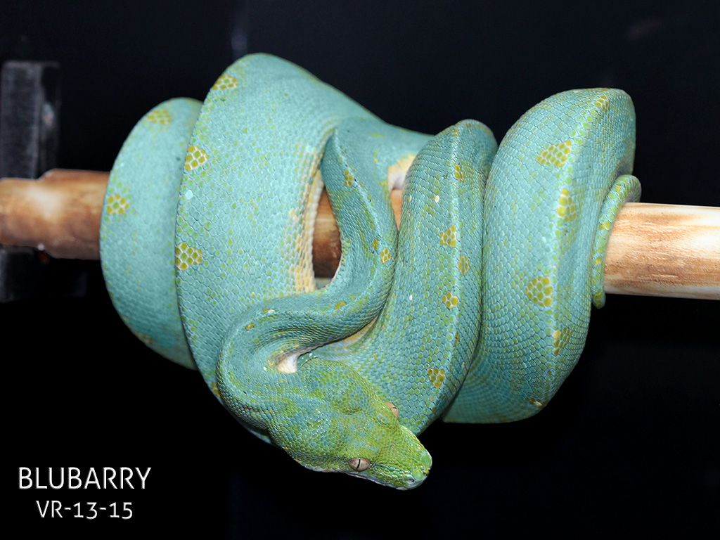 Manokwari Cyclops Green Tree Python for Sale | ViridisPython