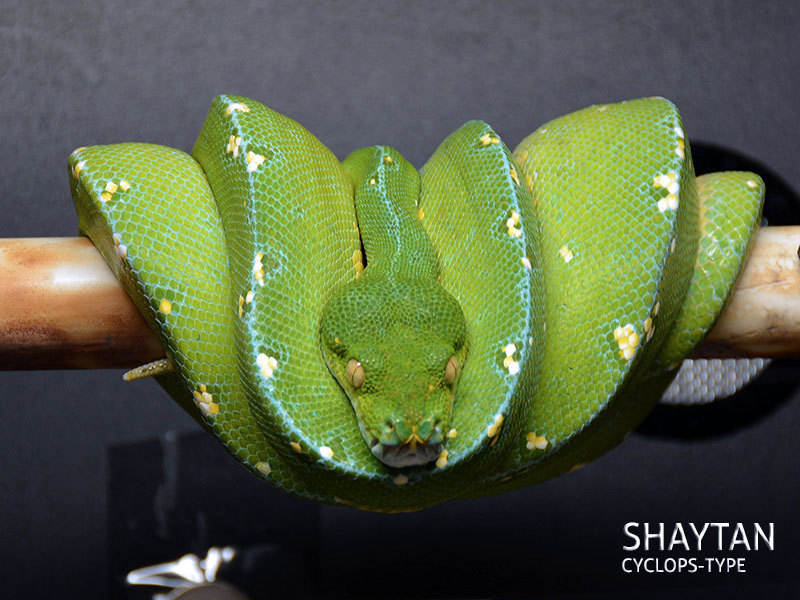 Manokwari Cyclops Green Tree Python for Sale | ViridisPython