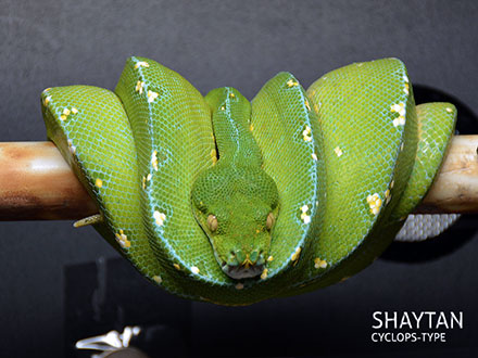 Green tree python male