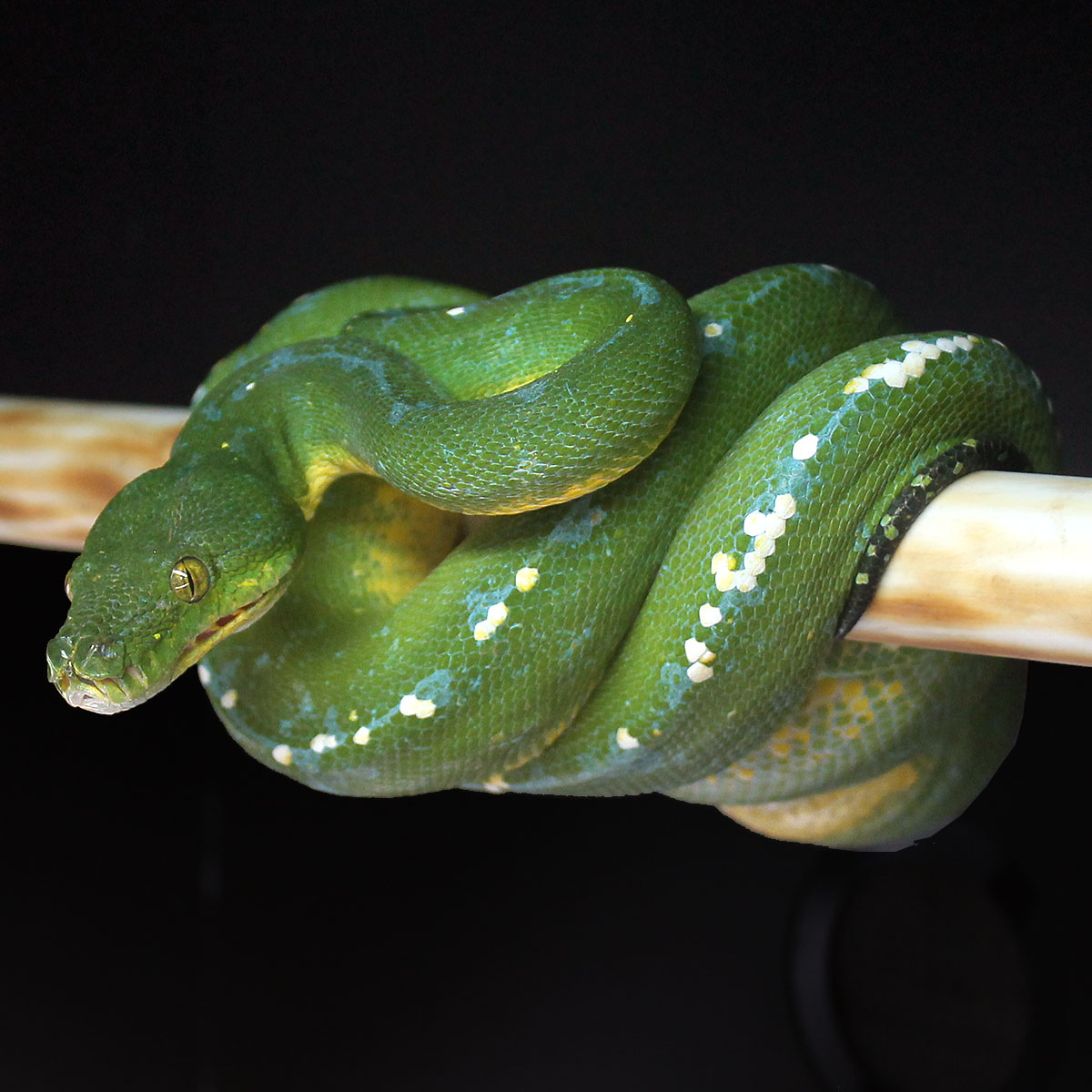 Green Tree Python Collection | ViridisPython