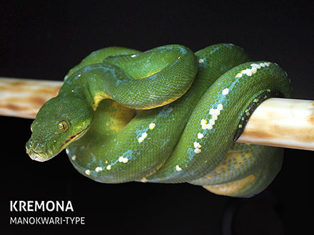 Manokwari Cyclops Green Tree Python for Sale | ViridisPython