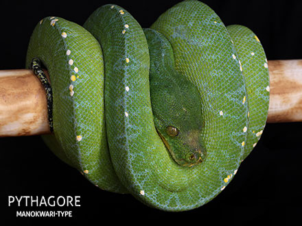 Manokwari Cyclops Green Tree Python for Sale | ViridisPython