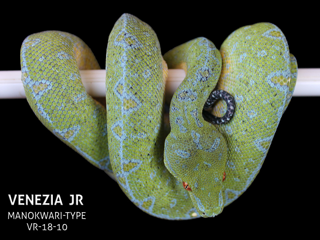 Green Tree Python Collection | ViridisPython
