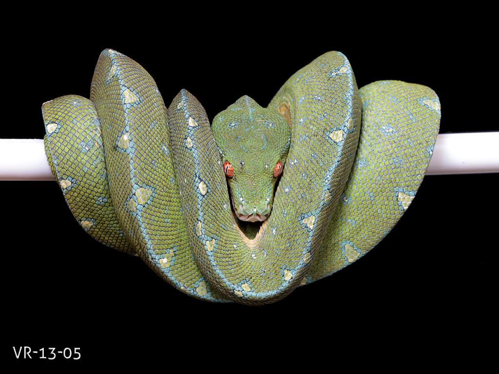 Green Tree Python for Sale - Manokwari and Cyclops Babies ...