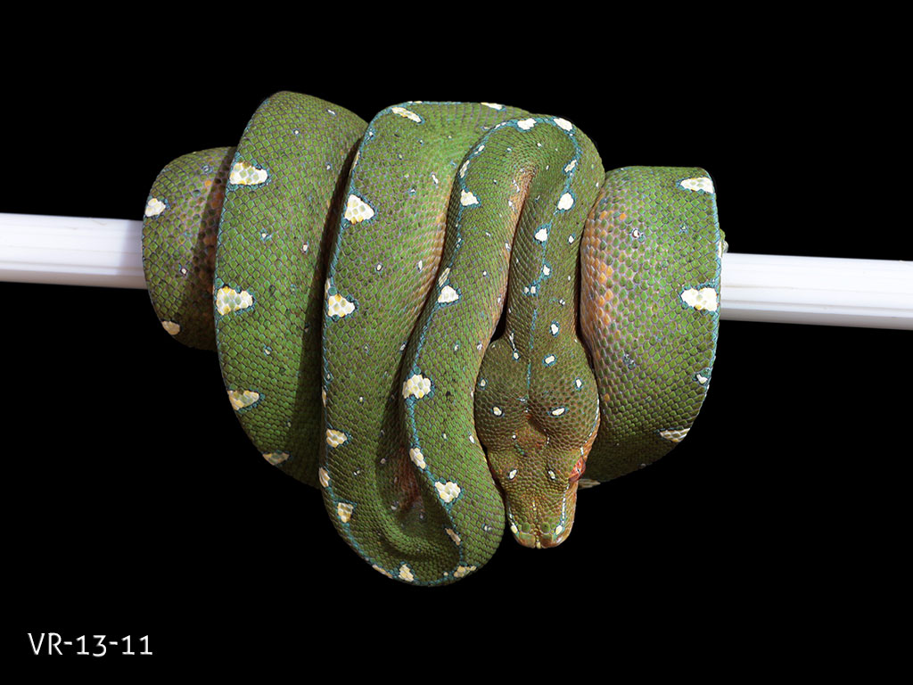 Green Tree Python for Sale - Manokwari and Cyclops Babies ...