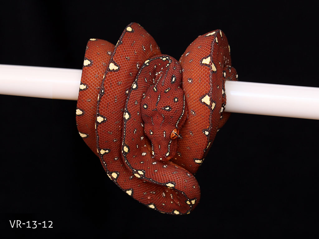 Green Tree Python for Sale - Manokwari and Cyclops Babies ...