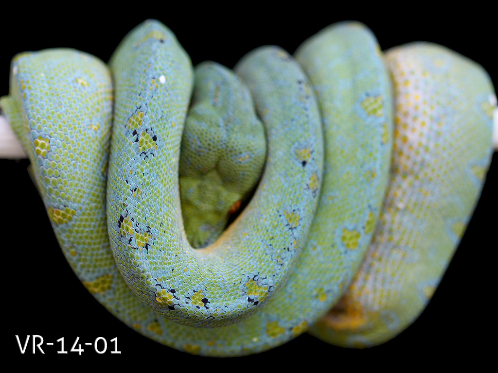 Green Tree Python Albino
