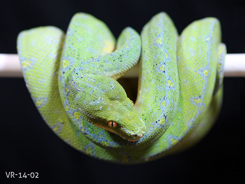 Manokwari Cyclops Green Tree Python for Sale | ViridisPython