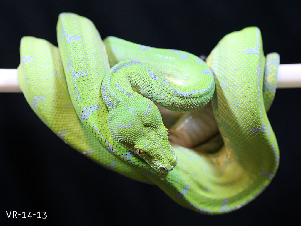 Green Tree Python for Sale - Manokwari and Cyclops Babies ...