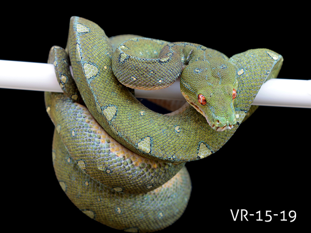 Manokwari Cyclops Green Tree Python for Sale | ViridisPython