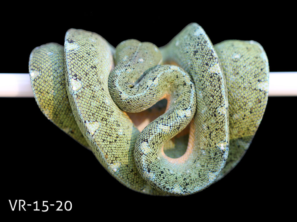 Manokwari Cyclops Green Tree Python for Sale | ViridisPython