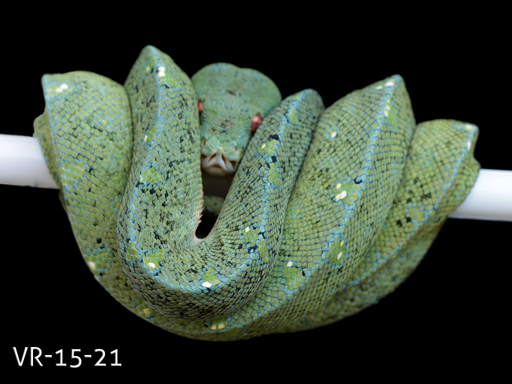 Manokwari Cyclops Green Tree Python for Sale | ViridisPython