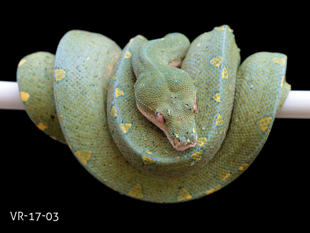 Manokwari Cyclops Green Tree Python for Sale | ViridisPython