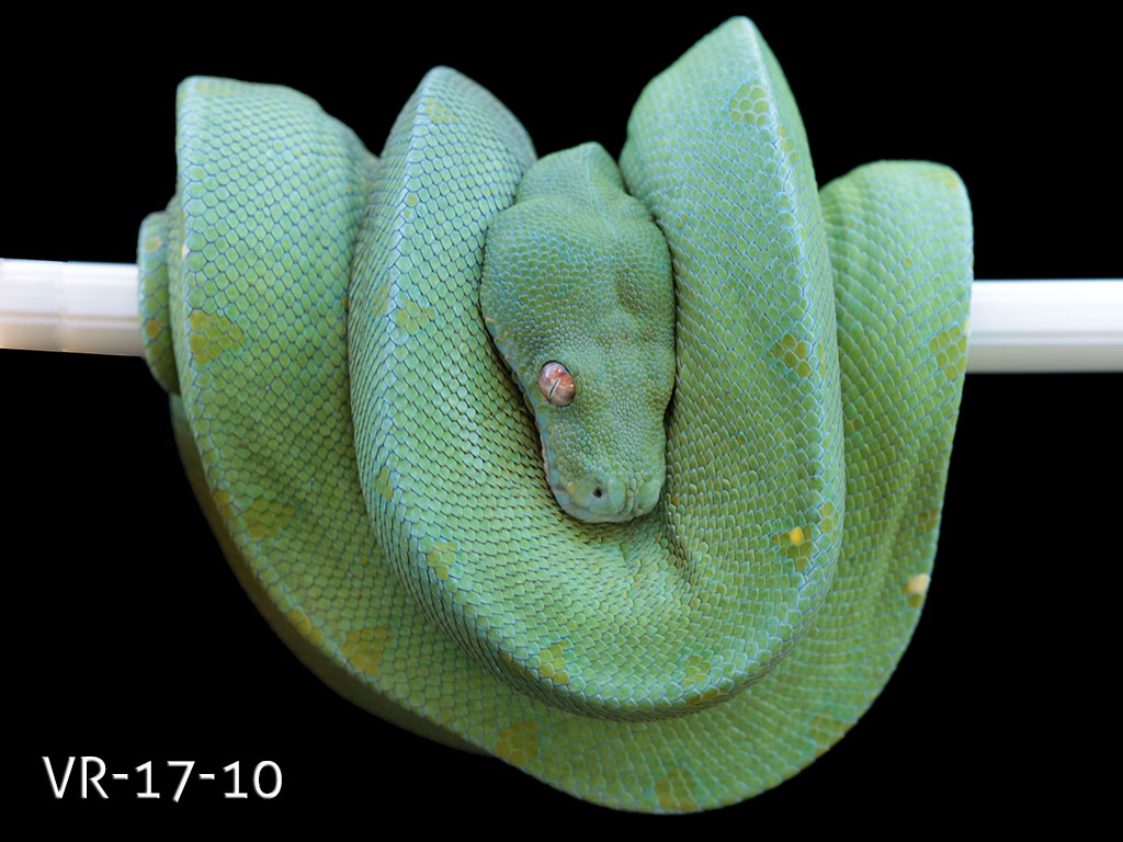 Manokwari Cyclops Green Tree Python for Sale | ViridisPython