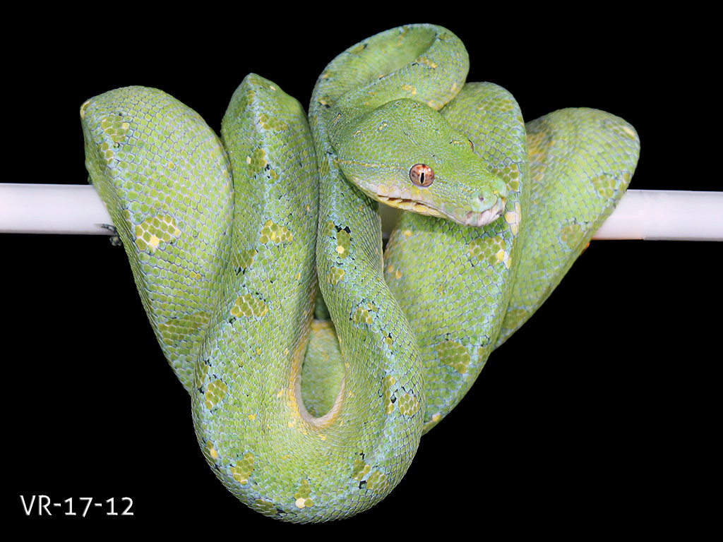 Manokwari Cyclops Green Tree Python for Sale | ViridisPython