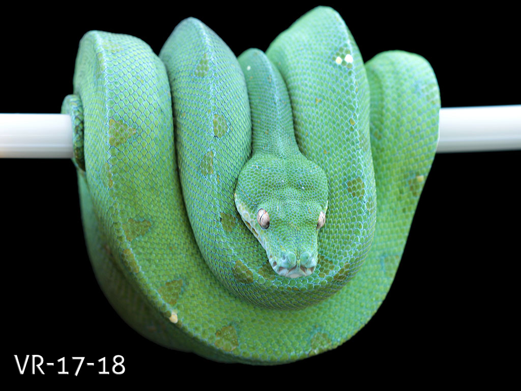 Manokwari Cyclops Green Tree Python for Sale | ViridisPython