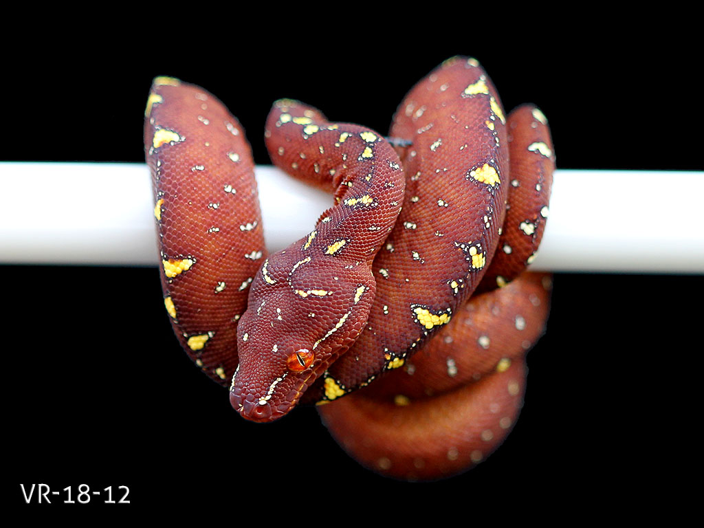Green Tree Python for Sale - Manokwari and Cyclops Babies ...