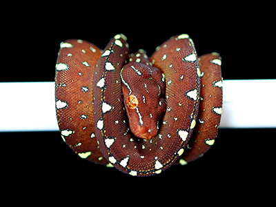 Manokwari Cyclops Green Tree Python for Sale | ViridisPython