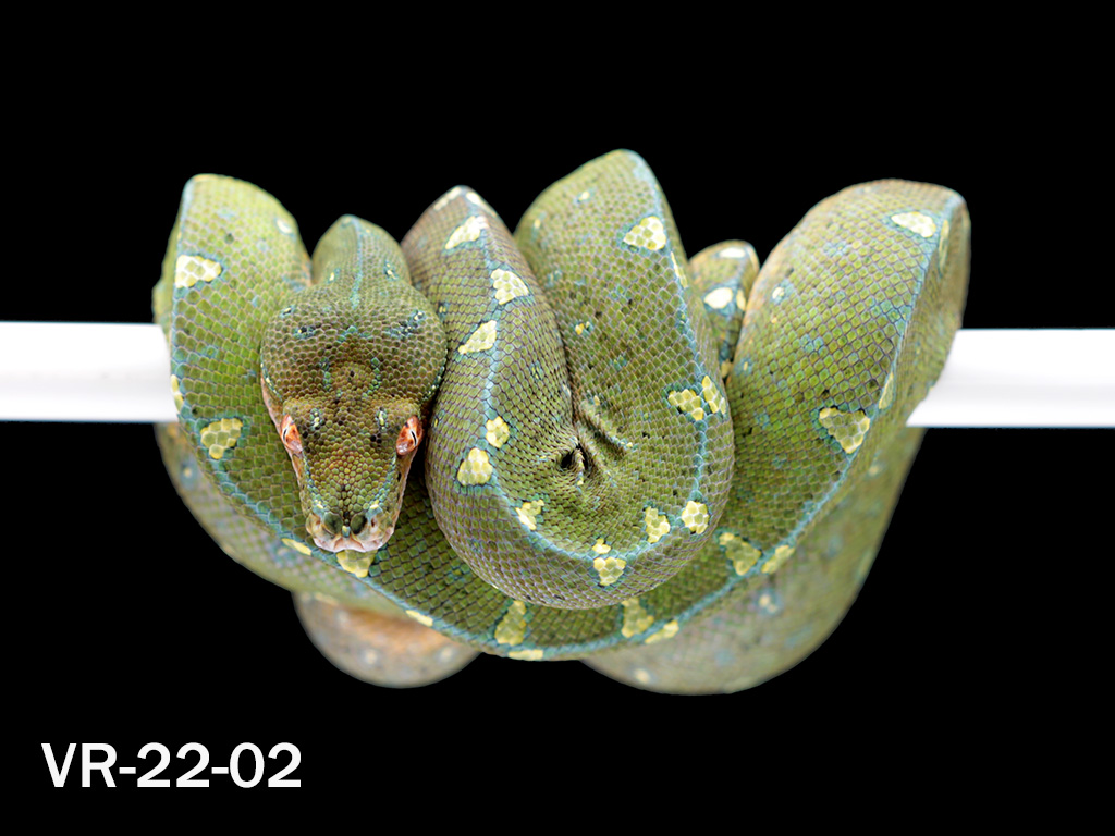 Manokwari Cyclops Green Tree Python for Sale | ViridisPython