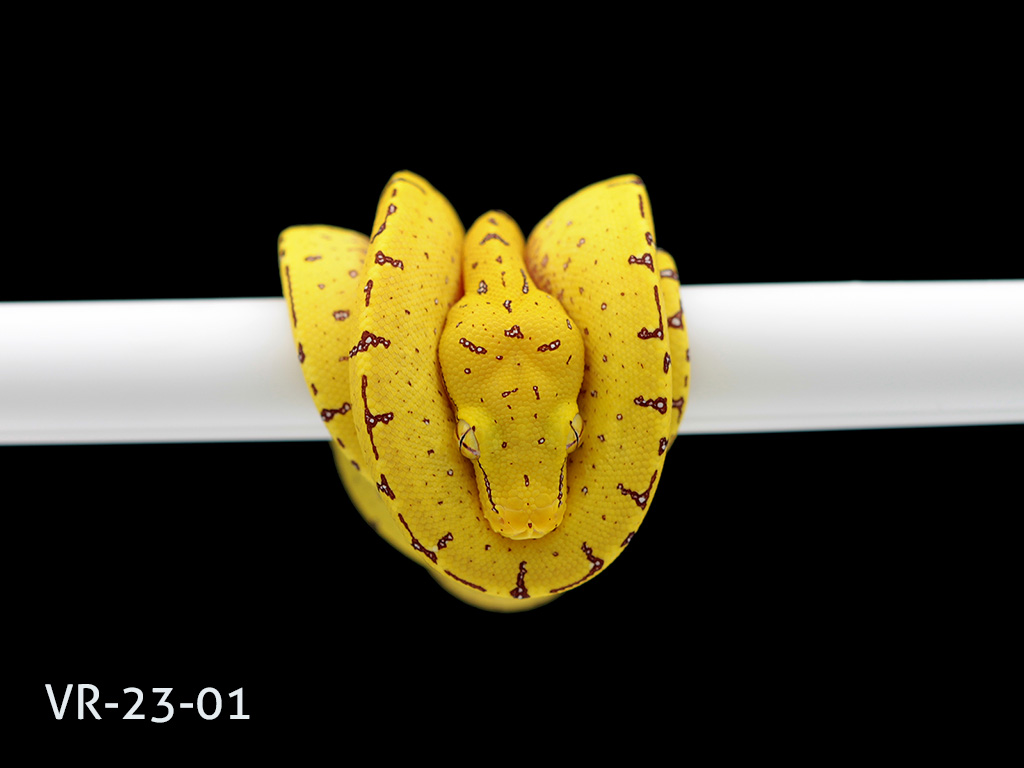 Manokwari Cyclops Green Tree Python for Sale | ViridisPython