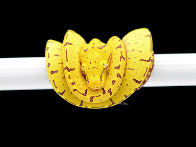 Manokwari Cyclops Green Tree Python for Sale | ViridisPython