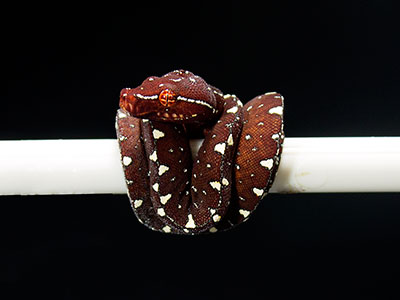 VR-25-06 Baby Green Tree Python for sale