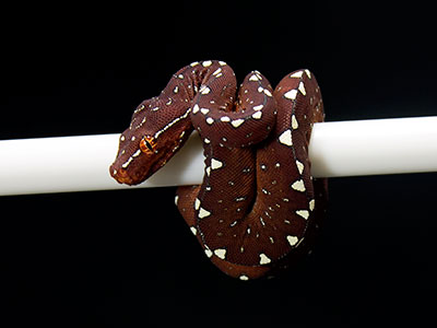 VR-25-07 Baby Green Tree Python for sale
