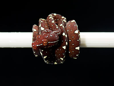 VR-25-12 Baby Green Tree Python for sale