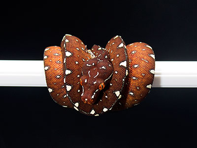 VR-25-14 Baby Green Tree Python for sale