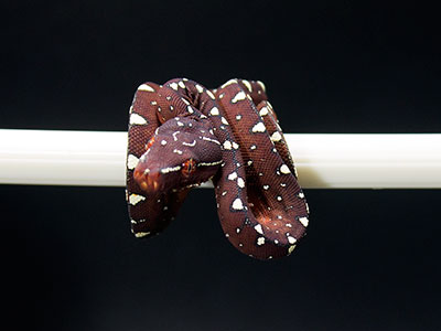 VR-25-16 Baby Green Tree Python for sale