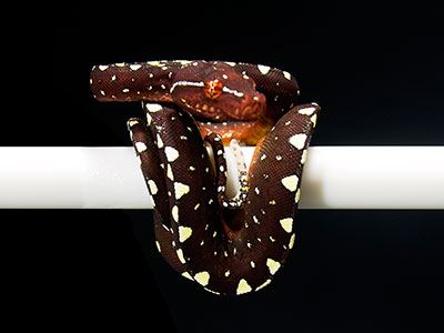 VR-25-19 Baby Green Tree Python for sale