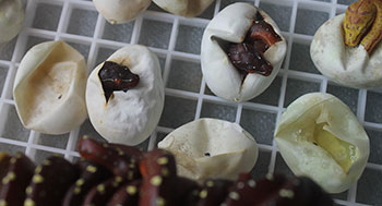 Green Tree Python Hatchlings 2025