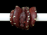 VR-15-02 Green Tree Python Neonate