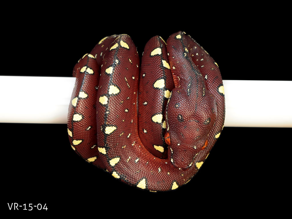 Red Tree Python