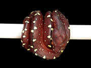 VR-15-04 Green Tree Python Neonate