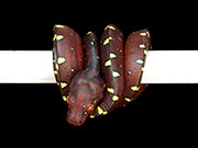 VR-15-05 Green Tree Python Neonate