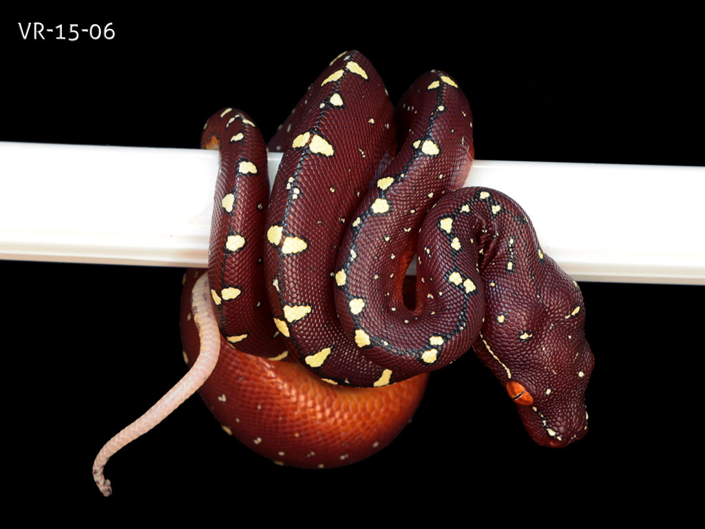 Green Tree Python Picture Gallery | ViridisPython