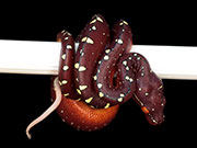 VR-15-06 Green Tree Python Neonate