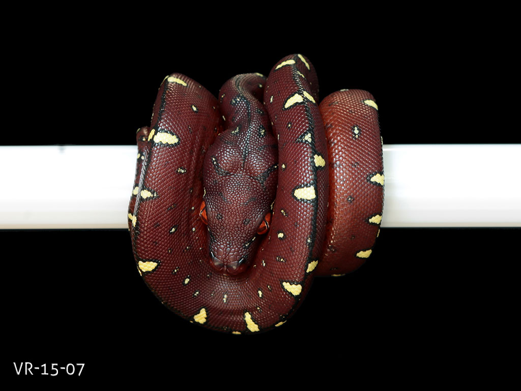 Red Green Tree Python