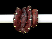 VR-15-07 Green Tree Python Neonate