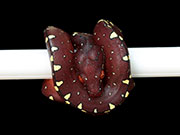 VR-15-08 Green Tree Python Neonate