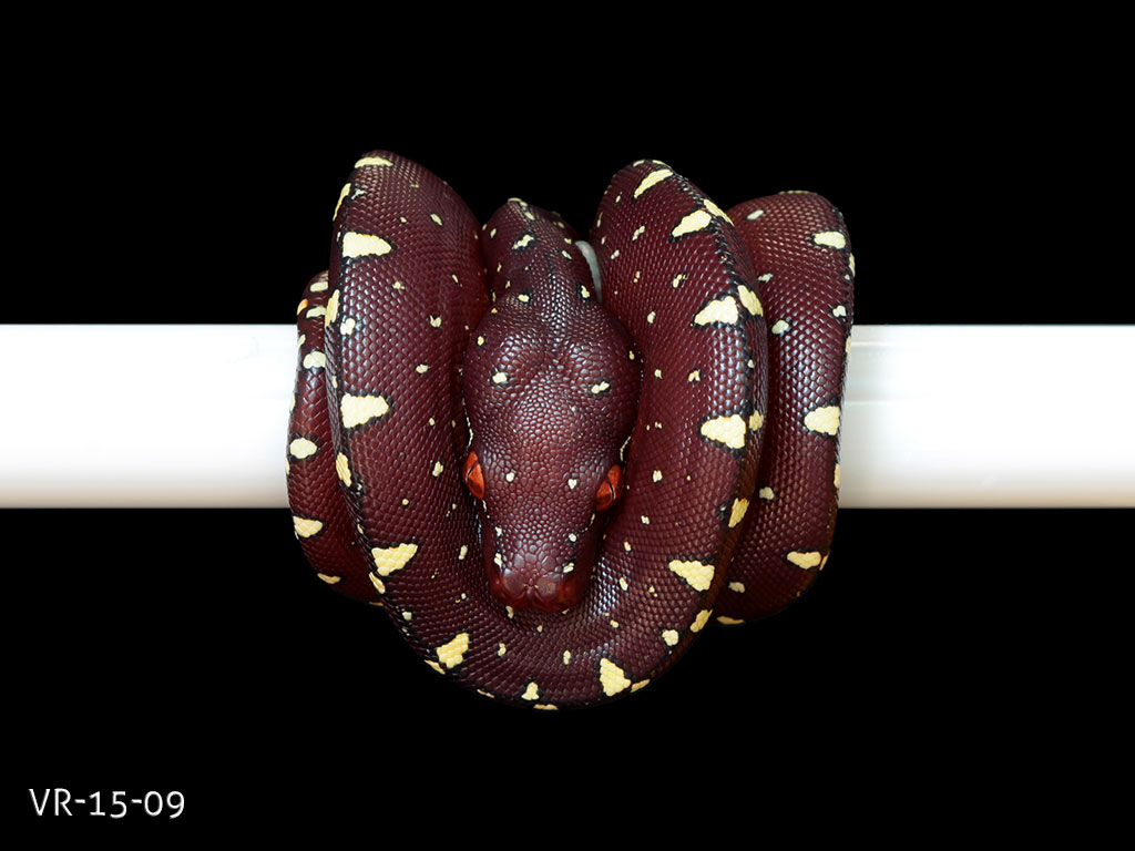 Green Tree Python Picture Gallery | ViridisPython